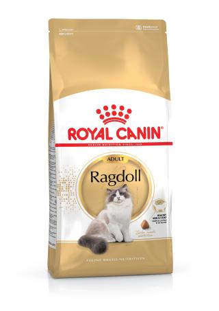 Ragdoll Adult